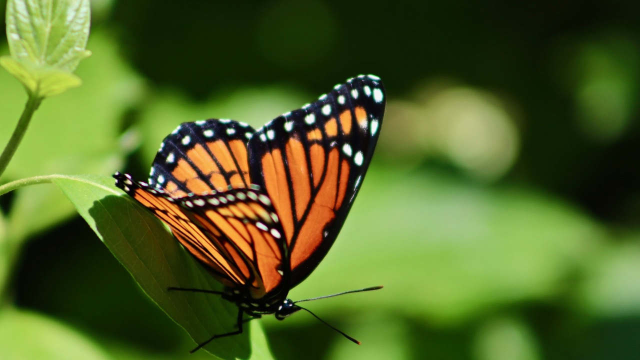 Пеперудите монарх изчезват от най-големия им резерват в Мексико