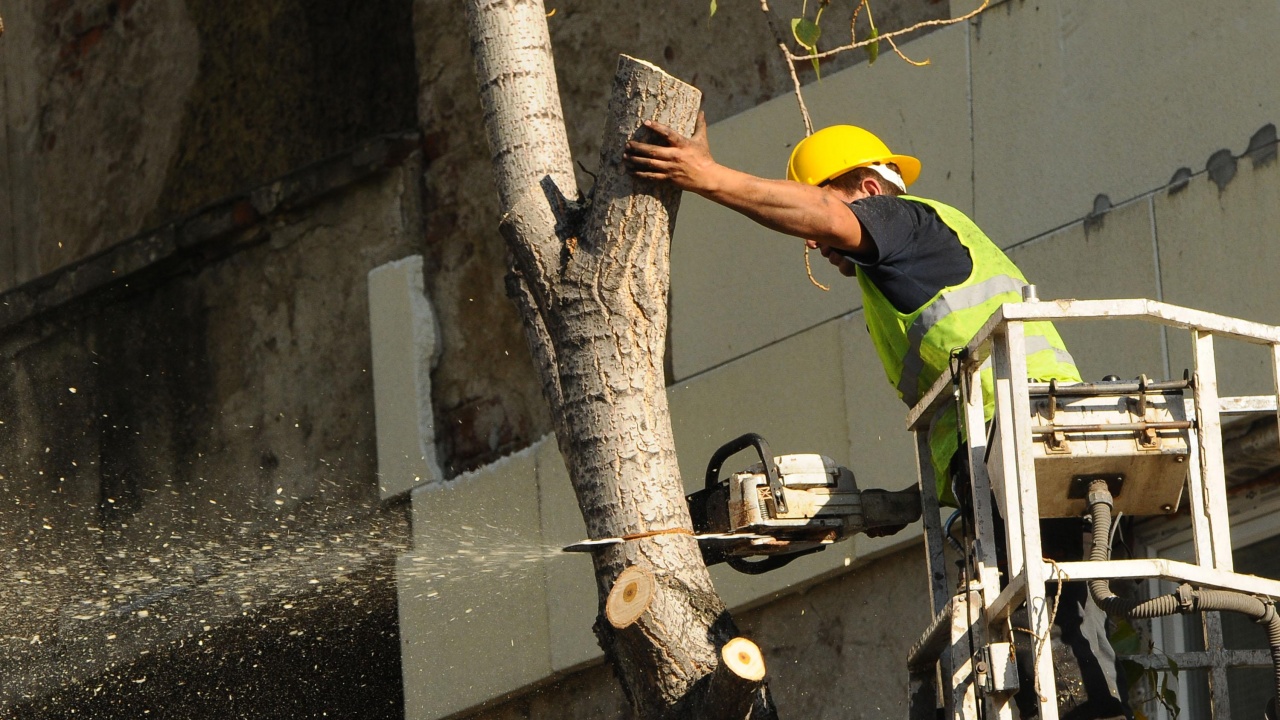 Три сухи дървета в Борисовата градина ще бъдат премахнати 