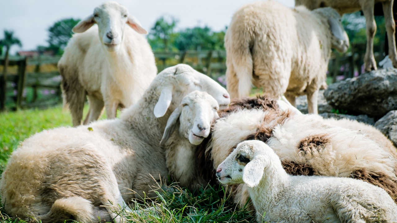 Фермер предлага на самотните хора да прегръщат овцете му