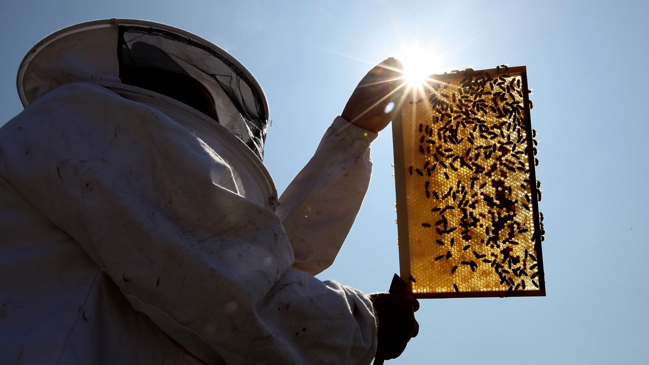 Пчеларите могат да реализират проектите си по НПП чрез кредит с 2,5 на сто лихва 