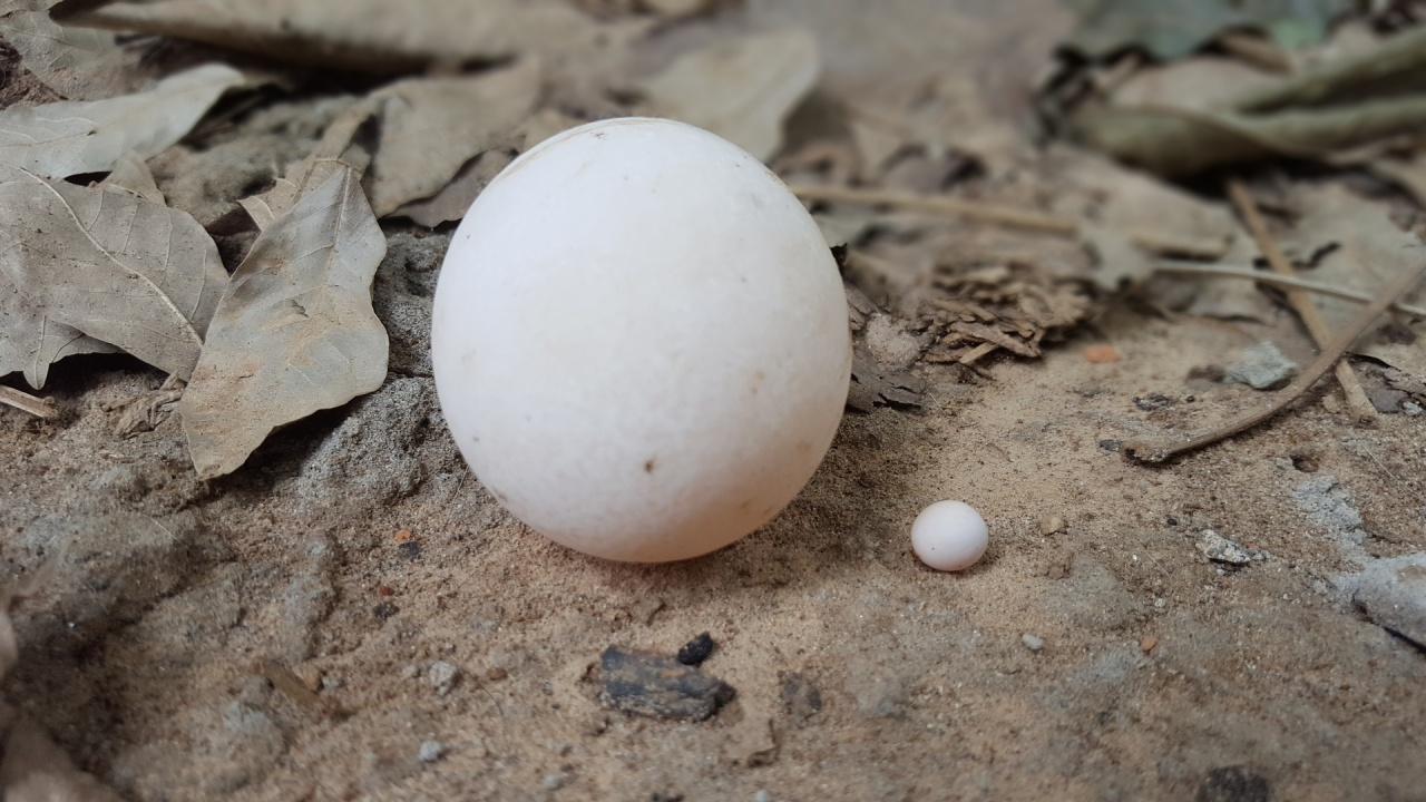 В Еквадор откриха 90 яйца от изчезващ вид морска костенурка 