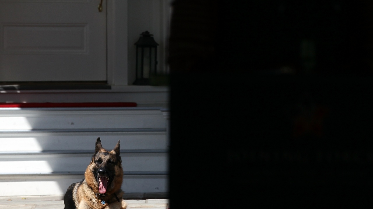Кучето на Байдън отново ухапа човек в Белия дом