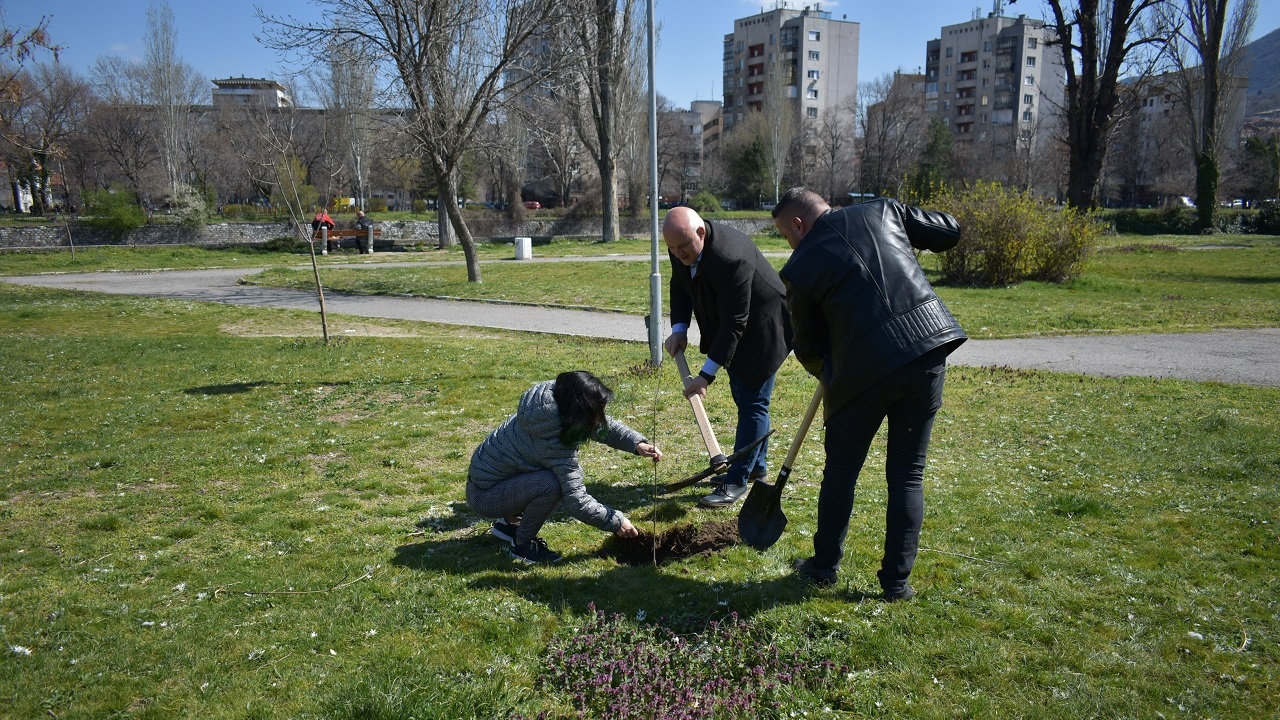 Общински служители засадиха над 70 дървета в Асеновград