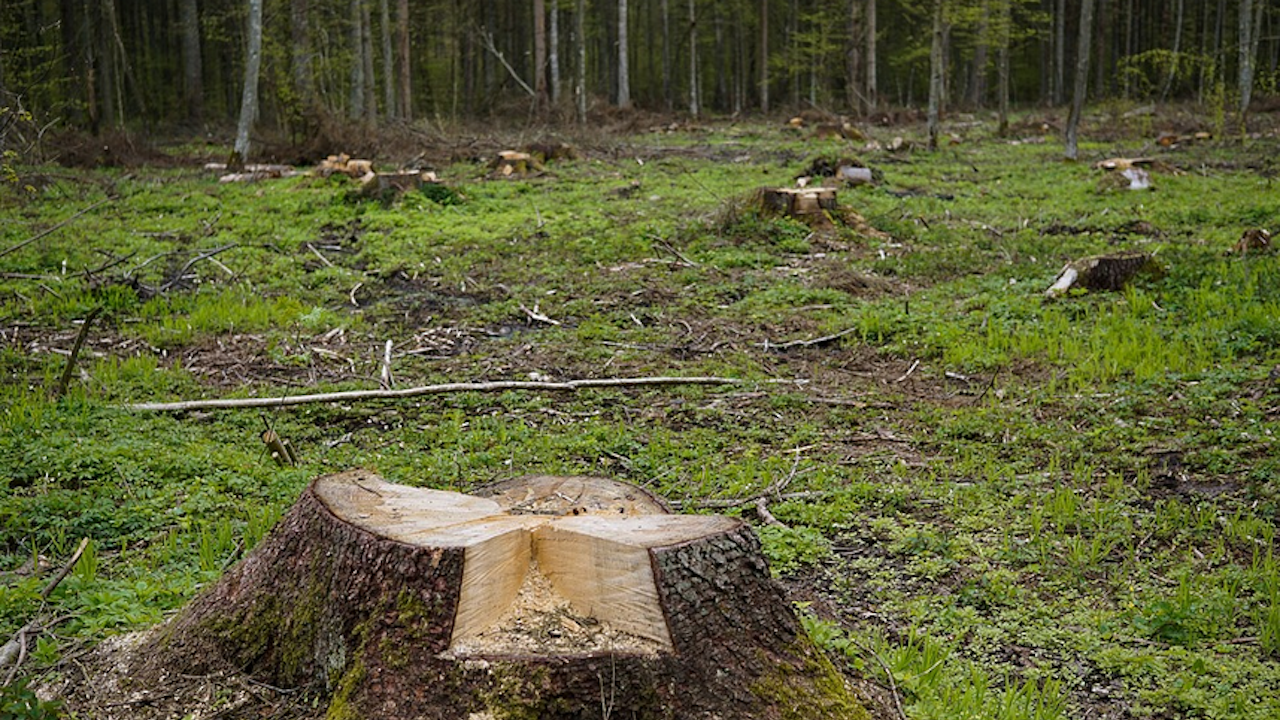 Няма кандидати за горски инспектори в областите Велико Търново и Габрово 