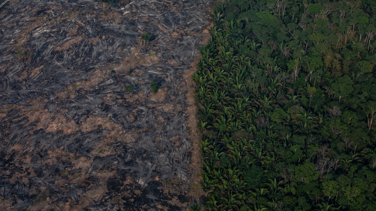 Reuters: Бразилия търси един милиард долара чуждестранна помощ, за да се намали обезлесяването на Амазония