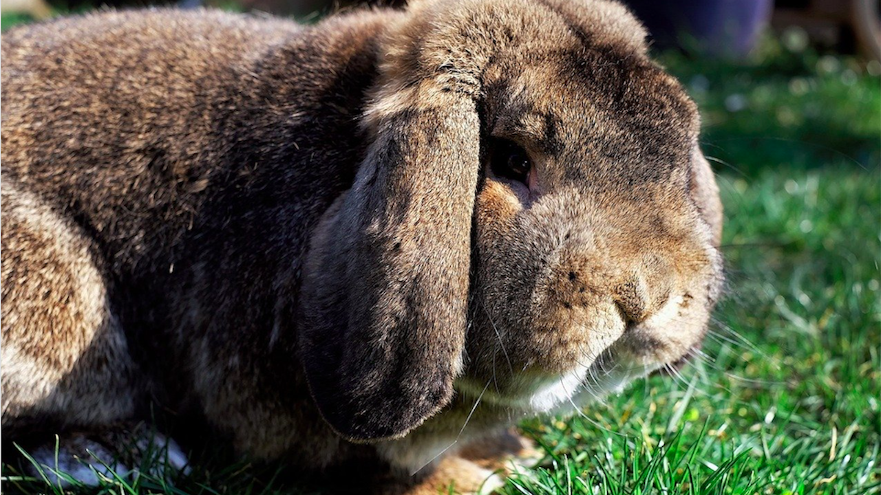 Най-големият заек в света беше откраднат от стопаните си в Англия