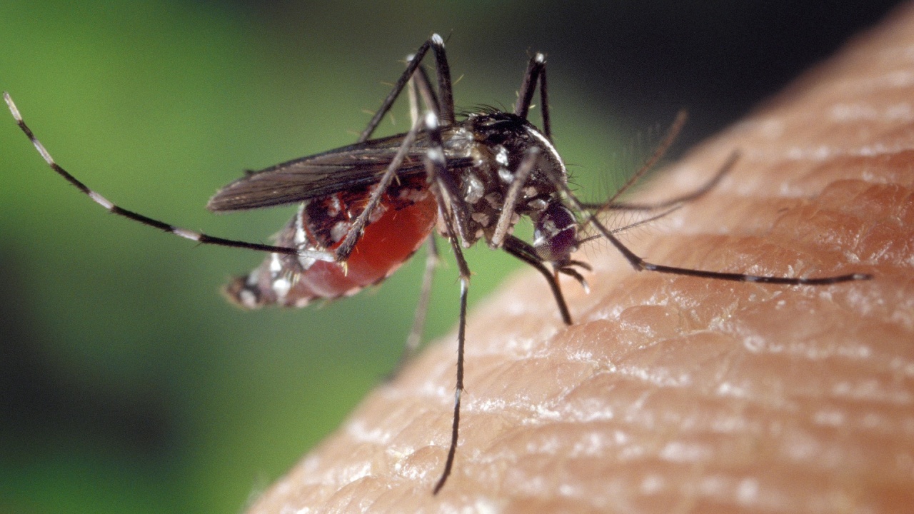 Обработени са над 97 дка против ларви на комари в Перник