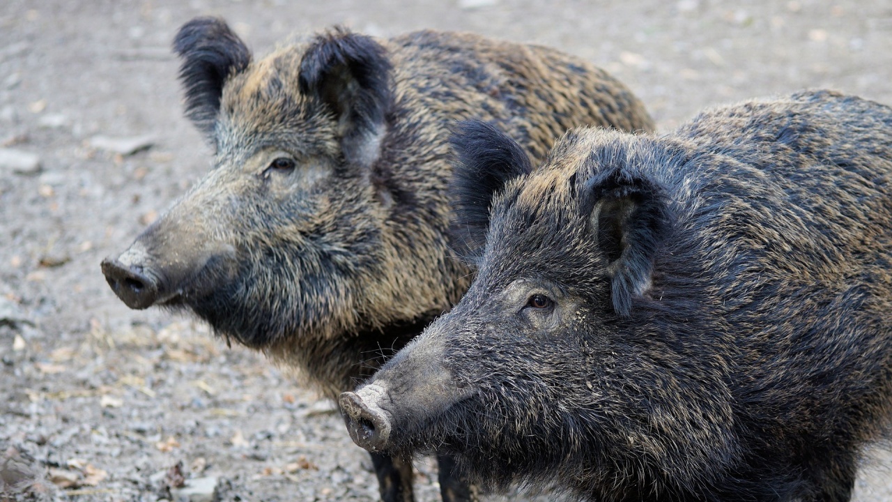Дивите прасета в Монтанско са намалели заради африканската чума