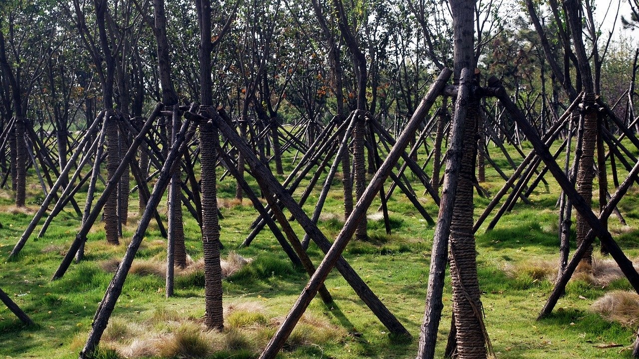 Община Берковица ще засади 230 дръвчета 