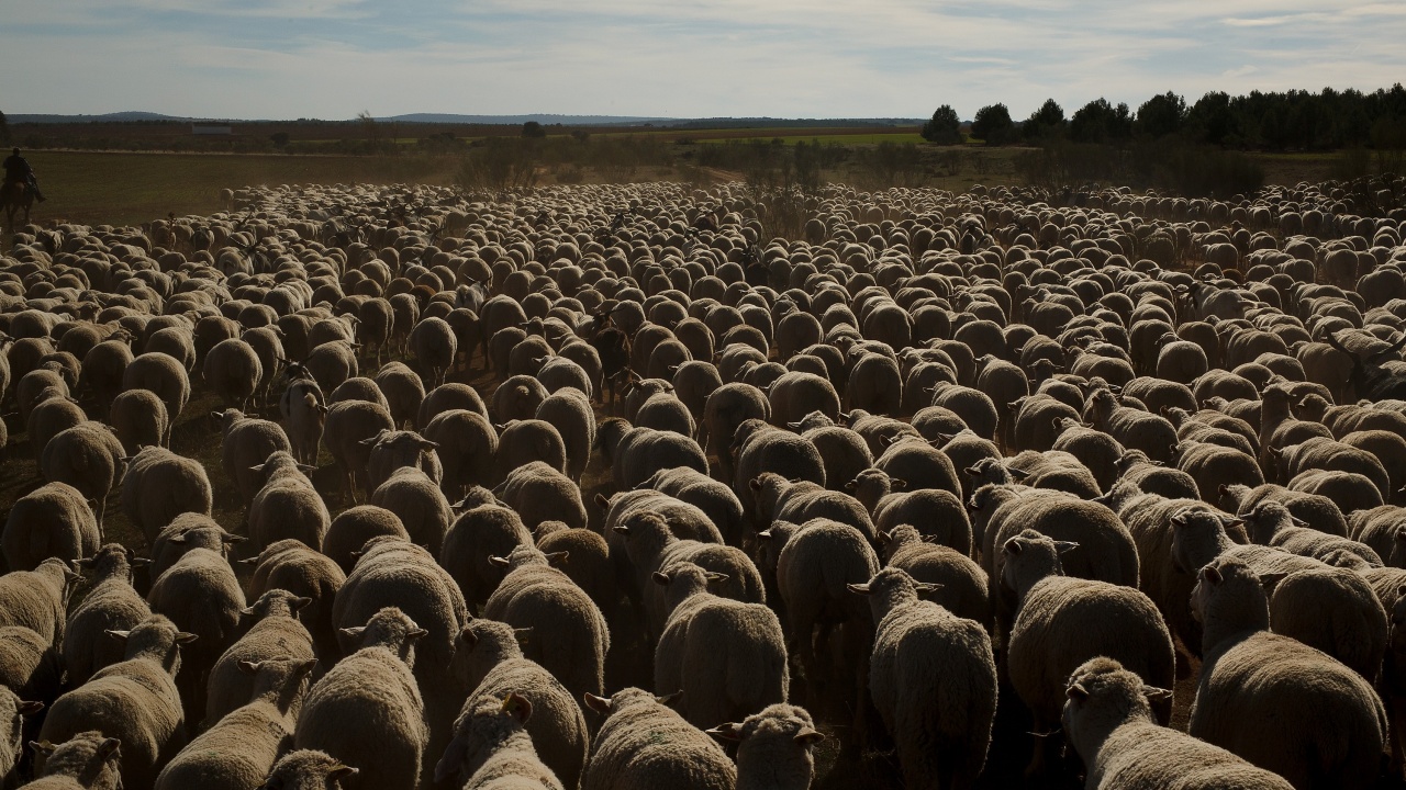 Над 120 000 са овцете и козите фантоми