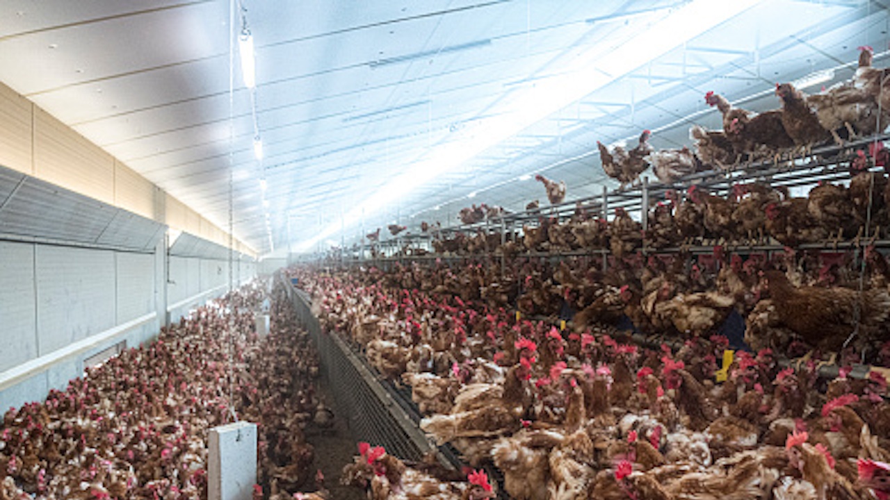 Птичи грип в Пловдивско, умъртвяват хиляди кокошки 