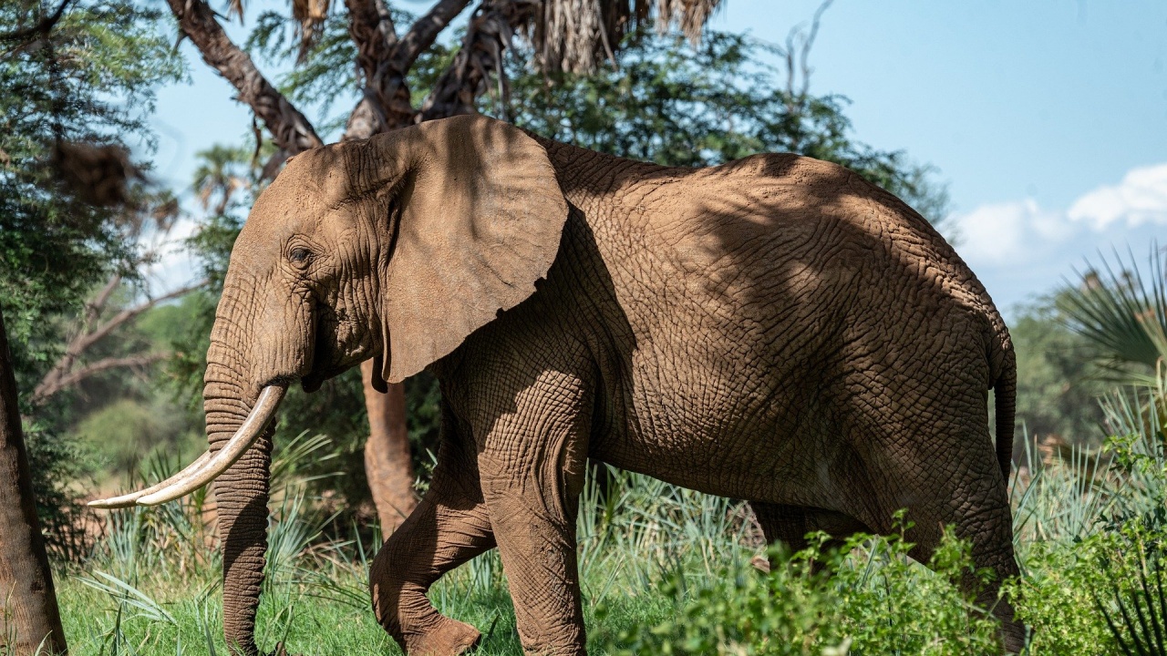 Природен парк във Флорида приютява циркови слонове 