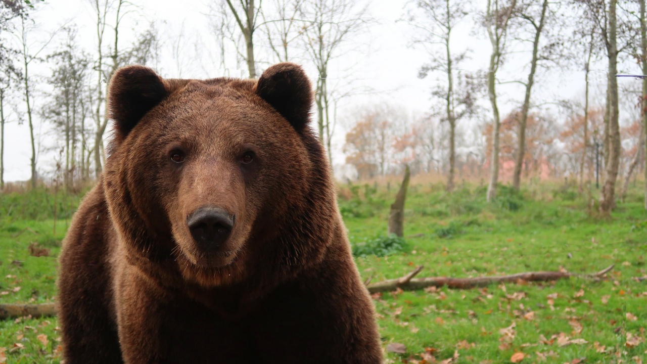 Румъния променя правилата за лов след скандала с убития от принц мечок