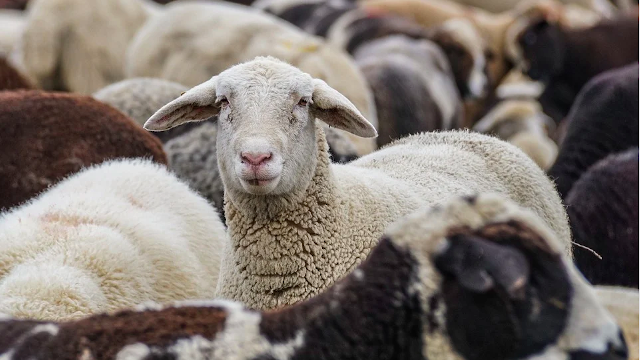 Овцевъди: В България има стотици хиляди "виртуални овце"