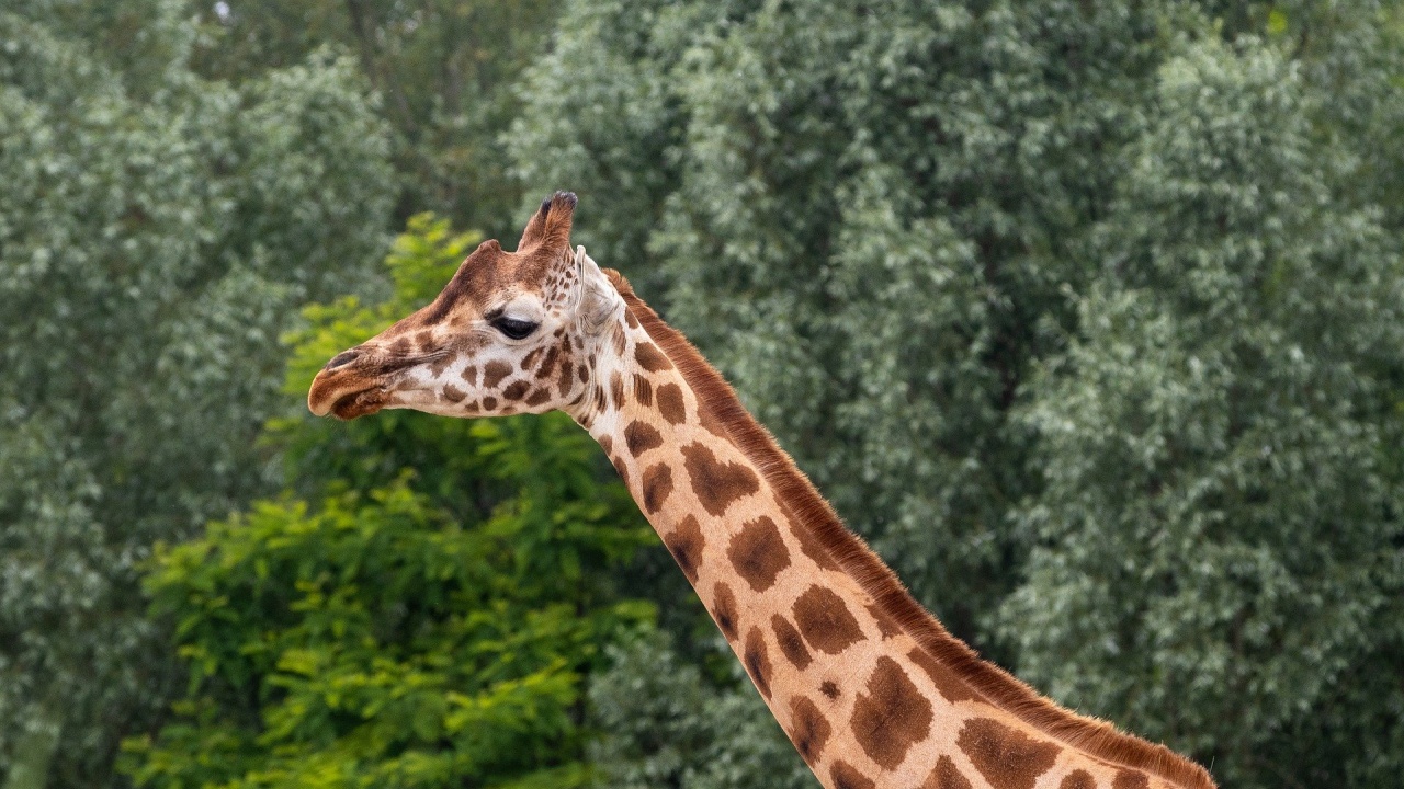 Евтаназираха най-възрастния мъжки жираф в Европа 