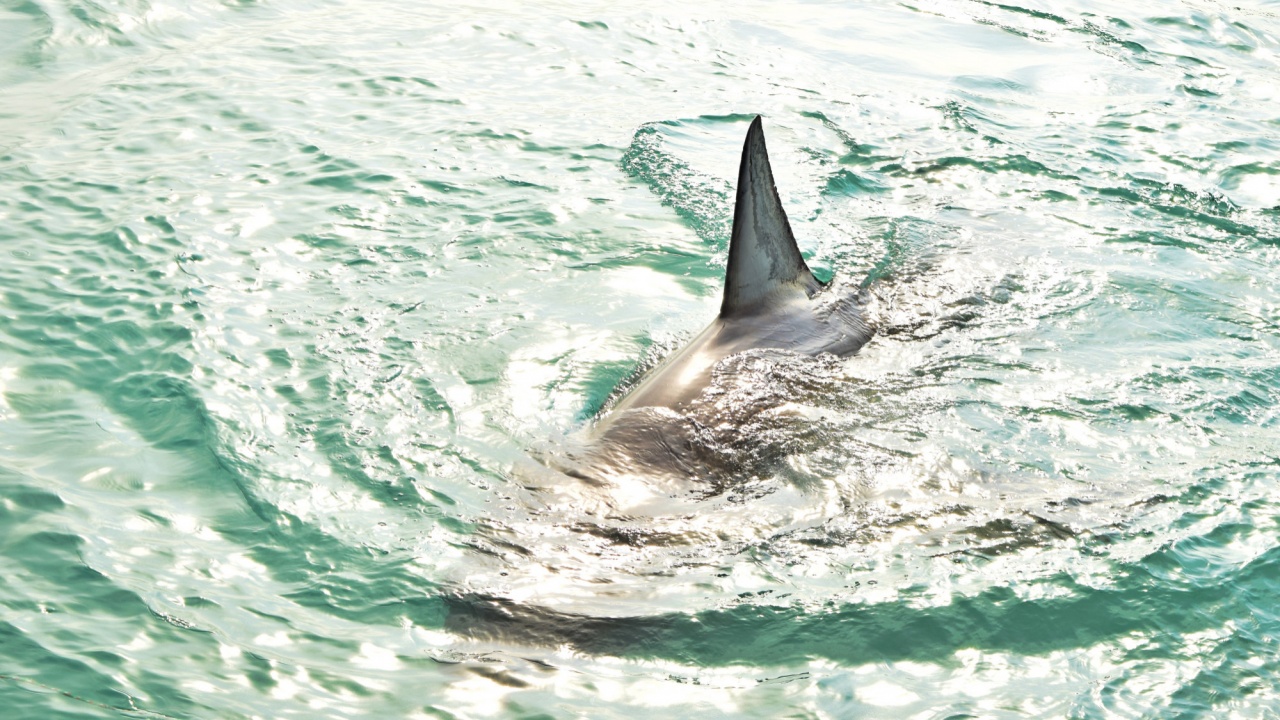 Акула уби сърфист, властите в Австралия я издирват