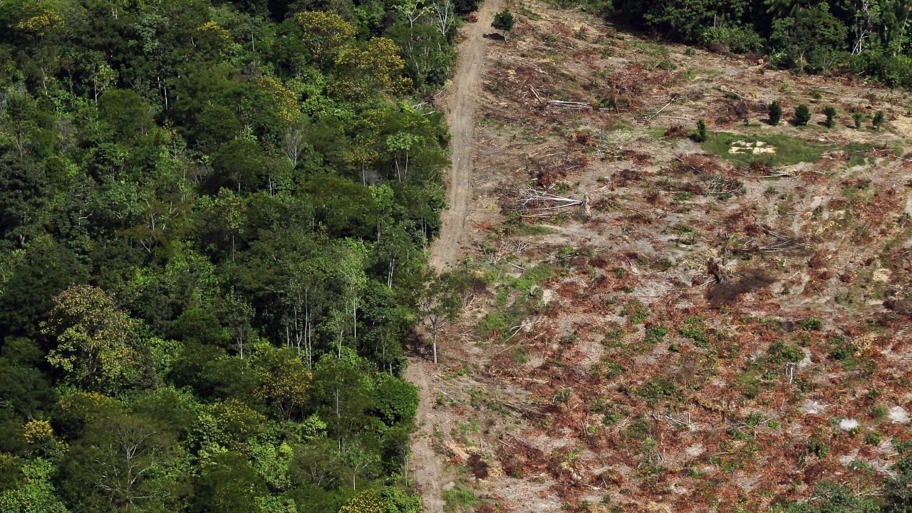 Незаконно обезлесяване стои зад много храни от всекидневието ни 