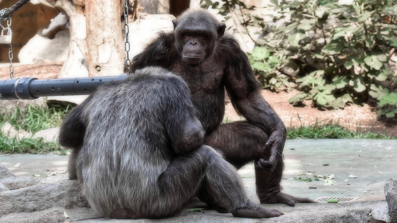 Шимпанзетата адаптират ръкостисканията според социалната си група