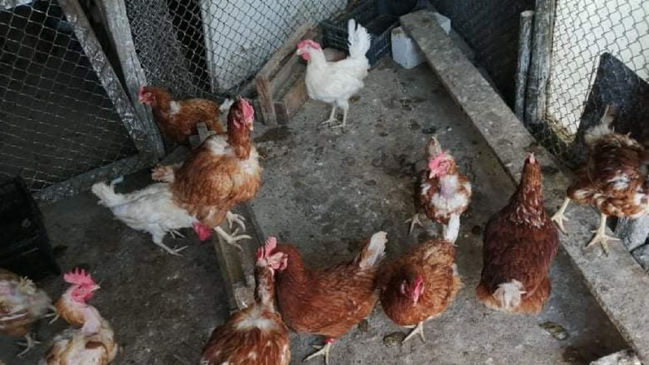 Епизоотичната комисия в Асеновград със съвети как да предпазим птиците си от инфлуенца