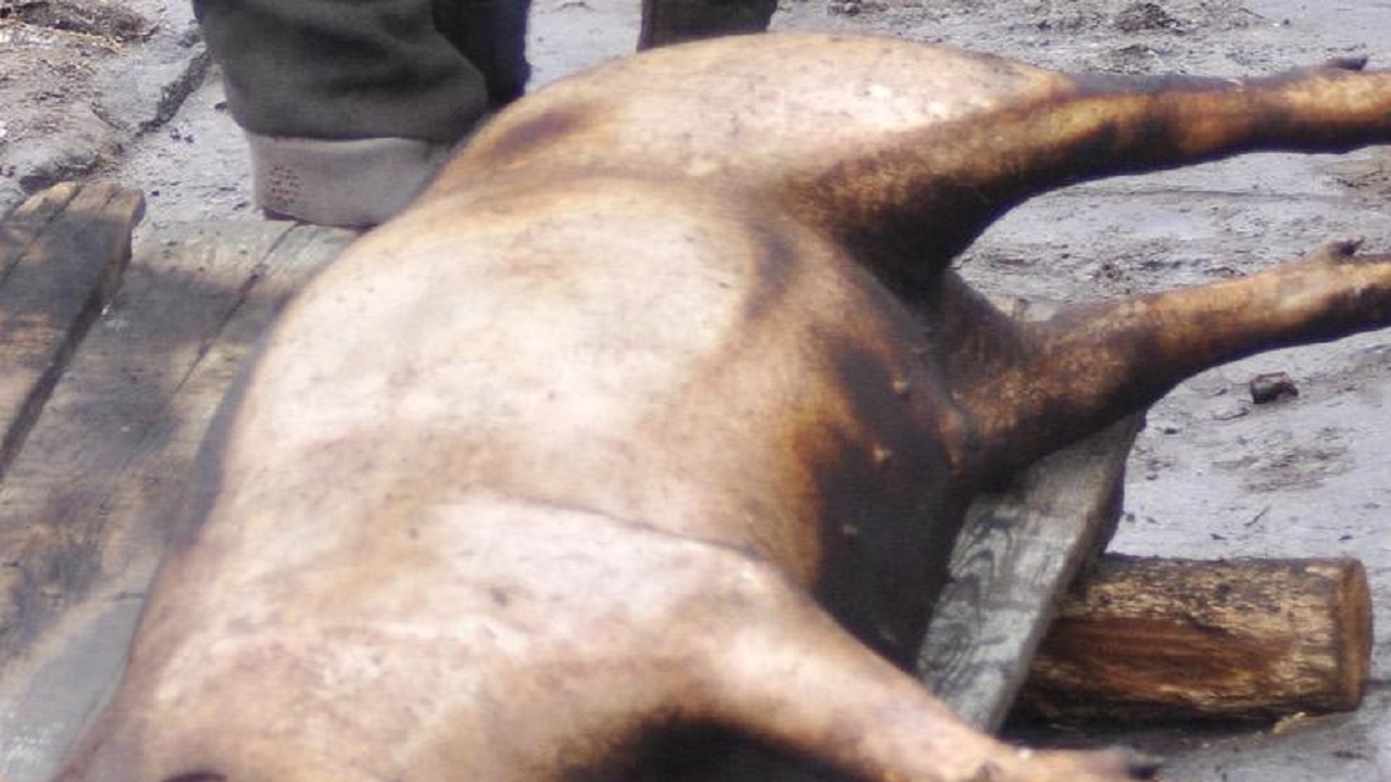 БАБХ: Изхвърлените прасета в Янтра не са били болни от чума