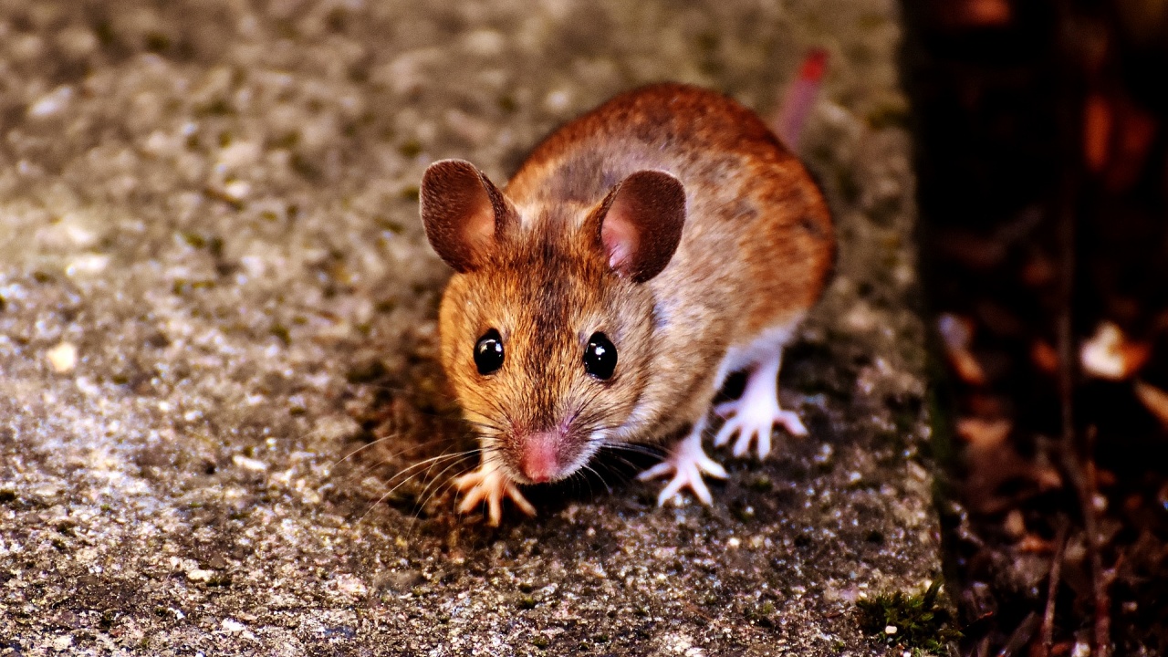 Напаст от мишки тормози земеделци в Австралия