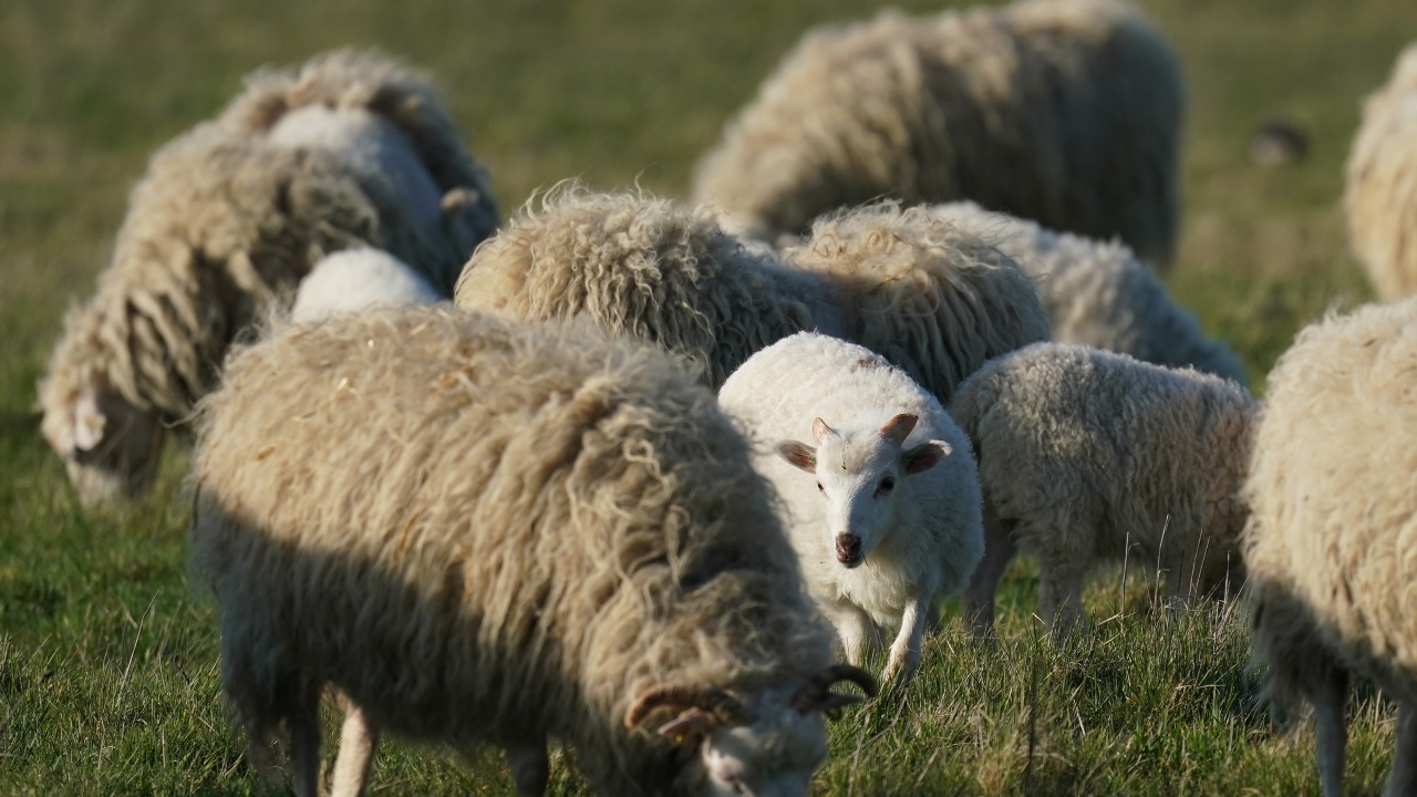  Над 1000 чистопородни животни ще бъдат показани на Националния събор на овцевъдите