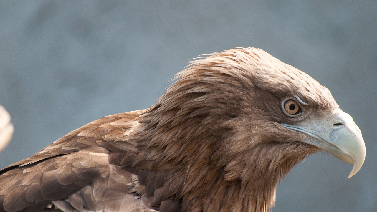 Ветеринари от Бургас спасиха тежко ранен царски орел