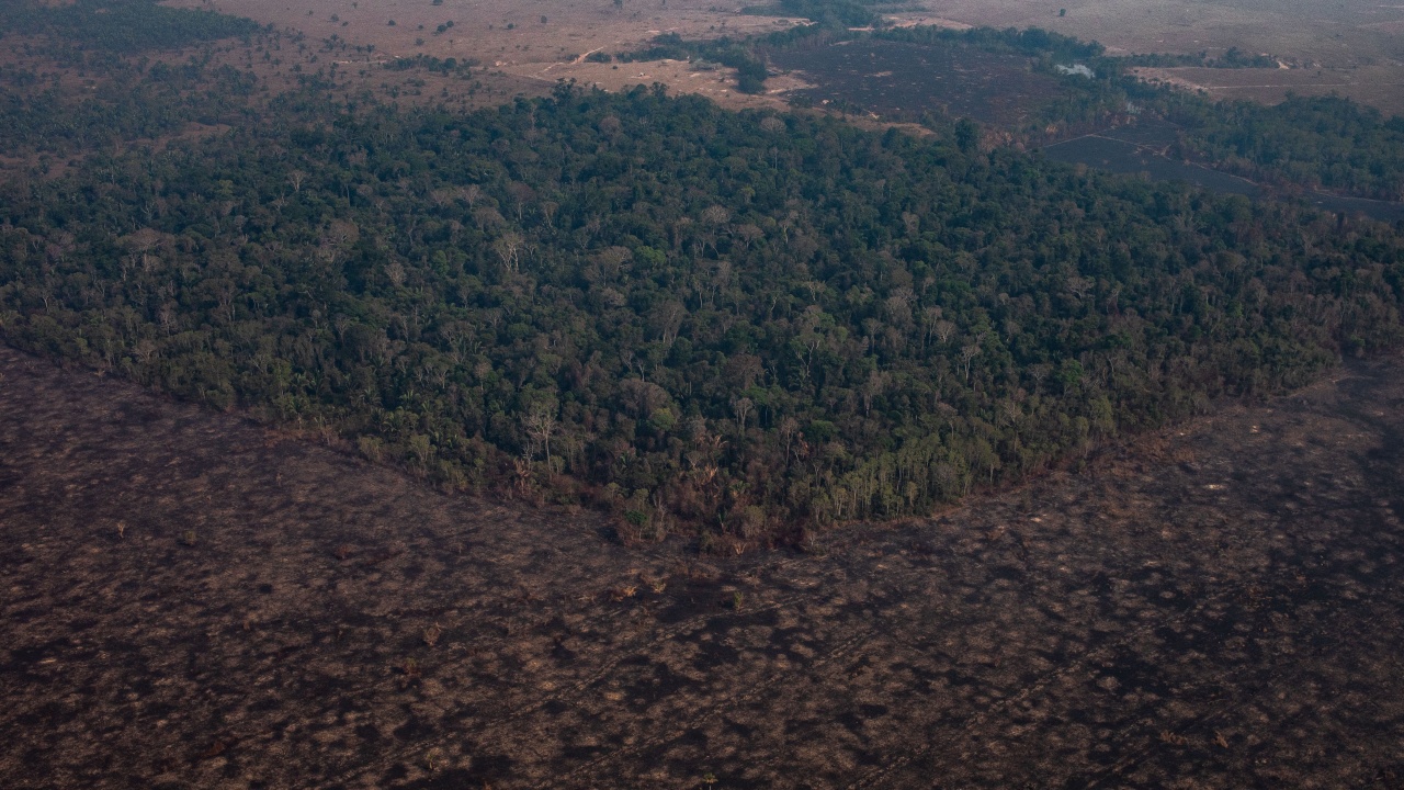 Обезлесяването в бразилска Амазония е достигнало рекордно равнище миналия месец