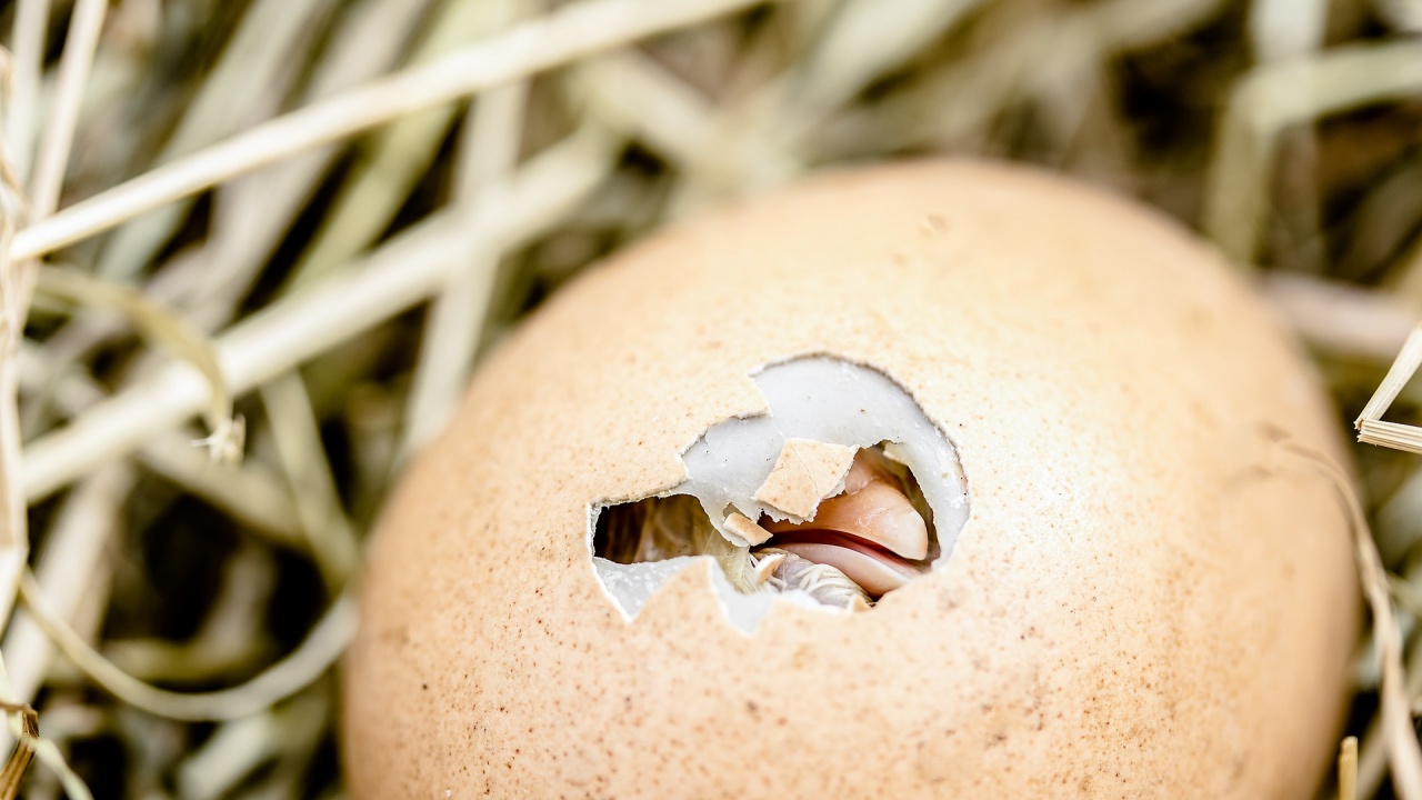 Учени в Израел откриха яйце на 1000 години