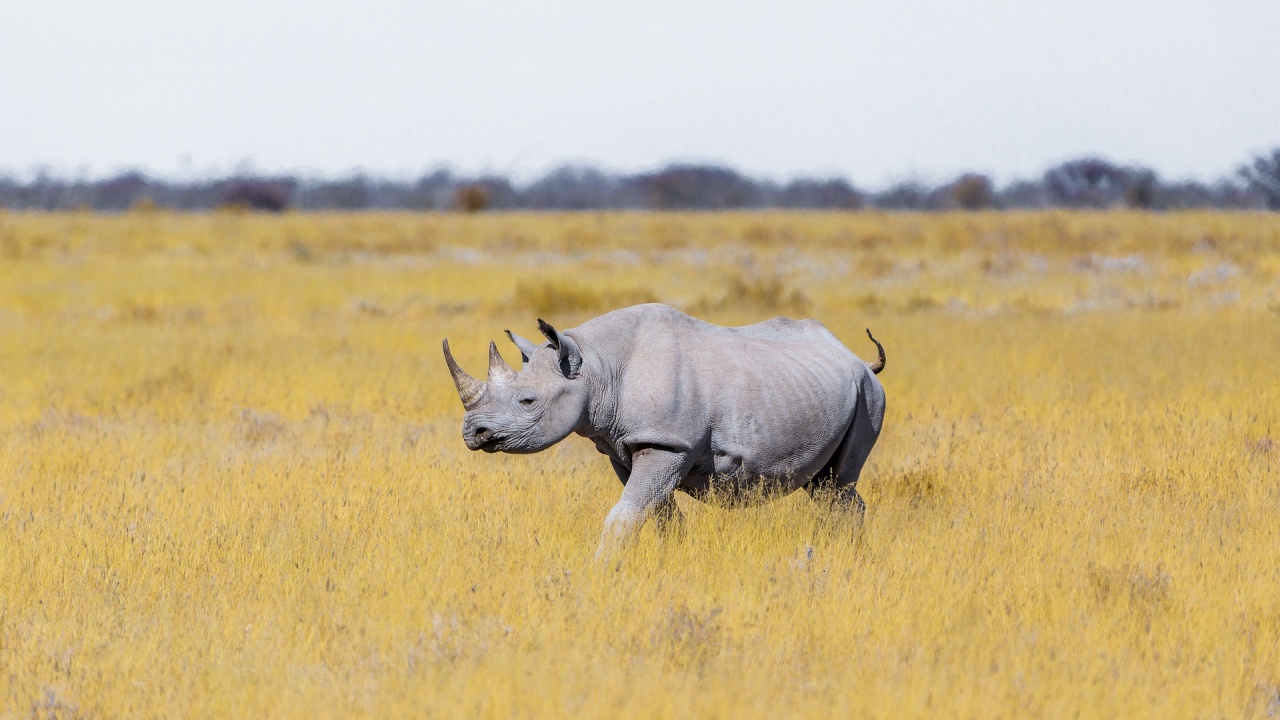 Женски бял носорог ще търси любовта в японски зоопарк 