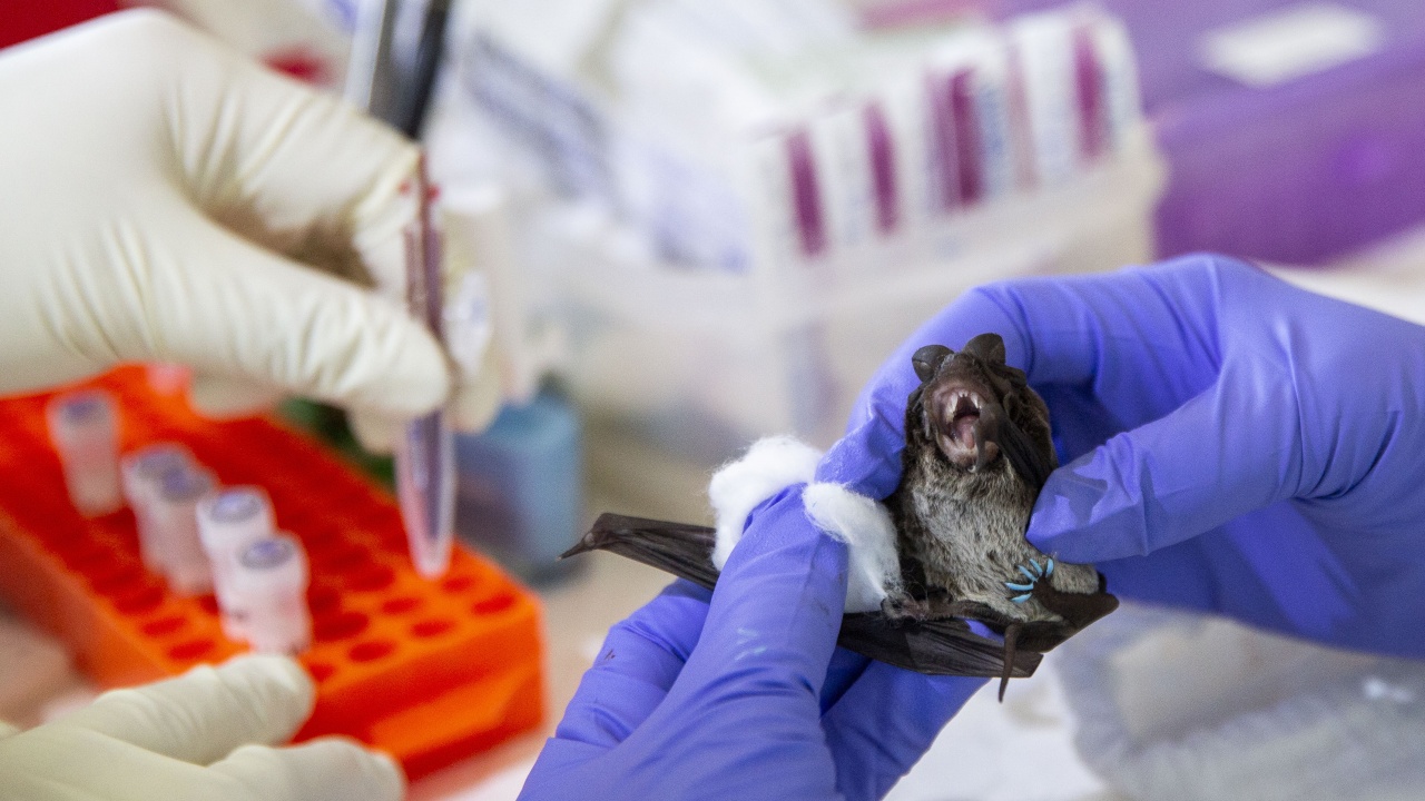 Учени откриха 39 вида вируси сред прилепи в Швейцария 