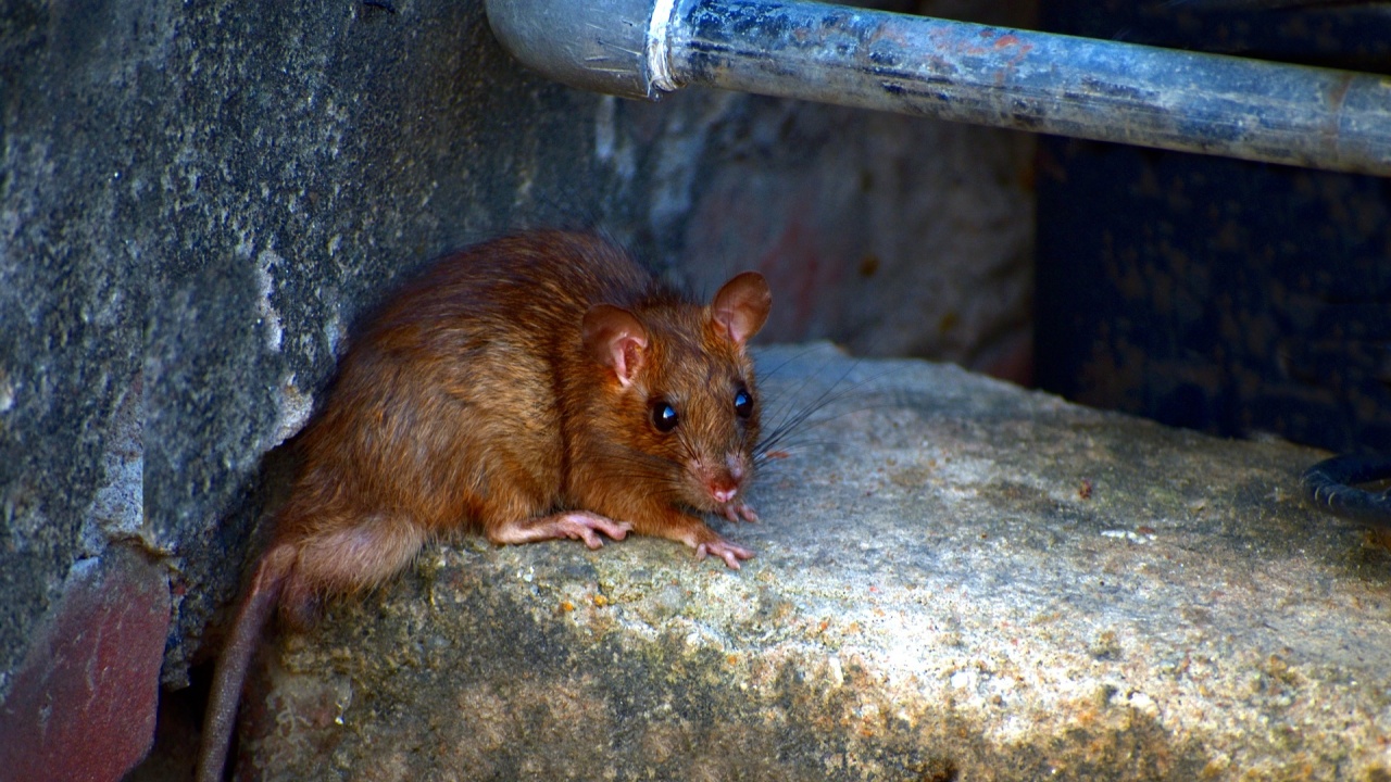 В Австралия евакуират затвор заради нашествие на мишки