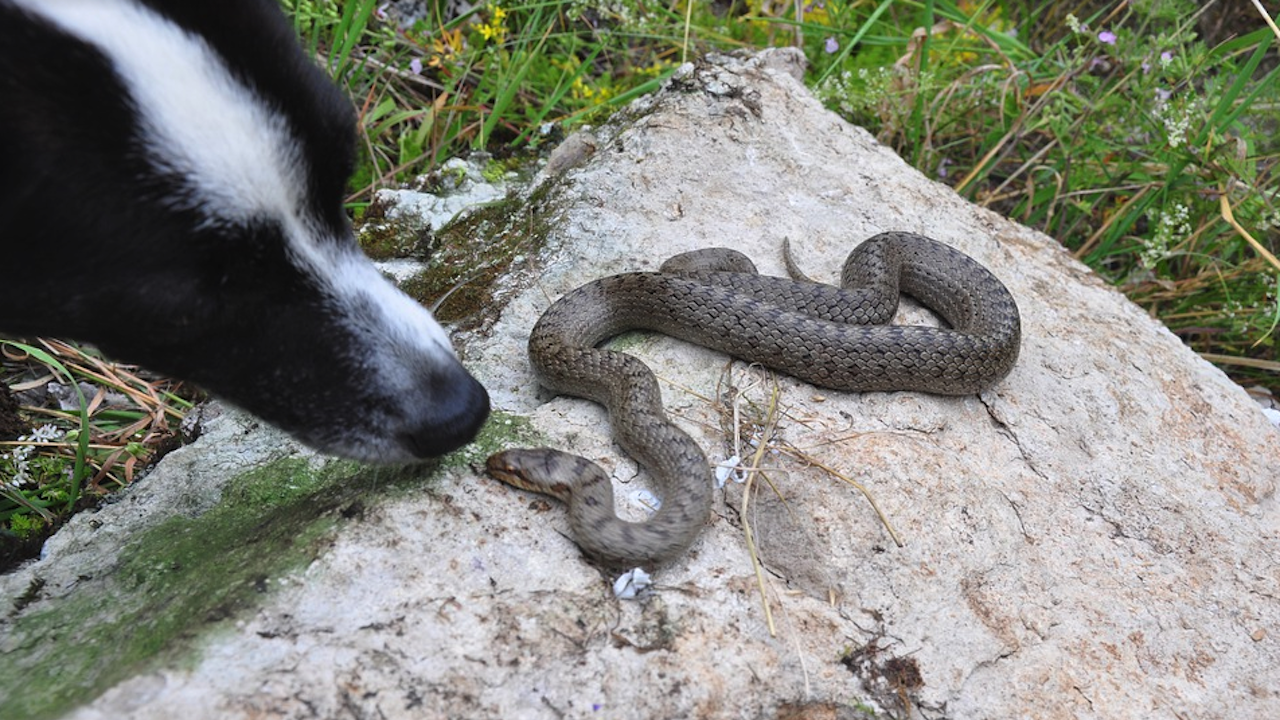 Змии плъзнаха и във Варна