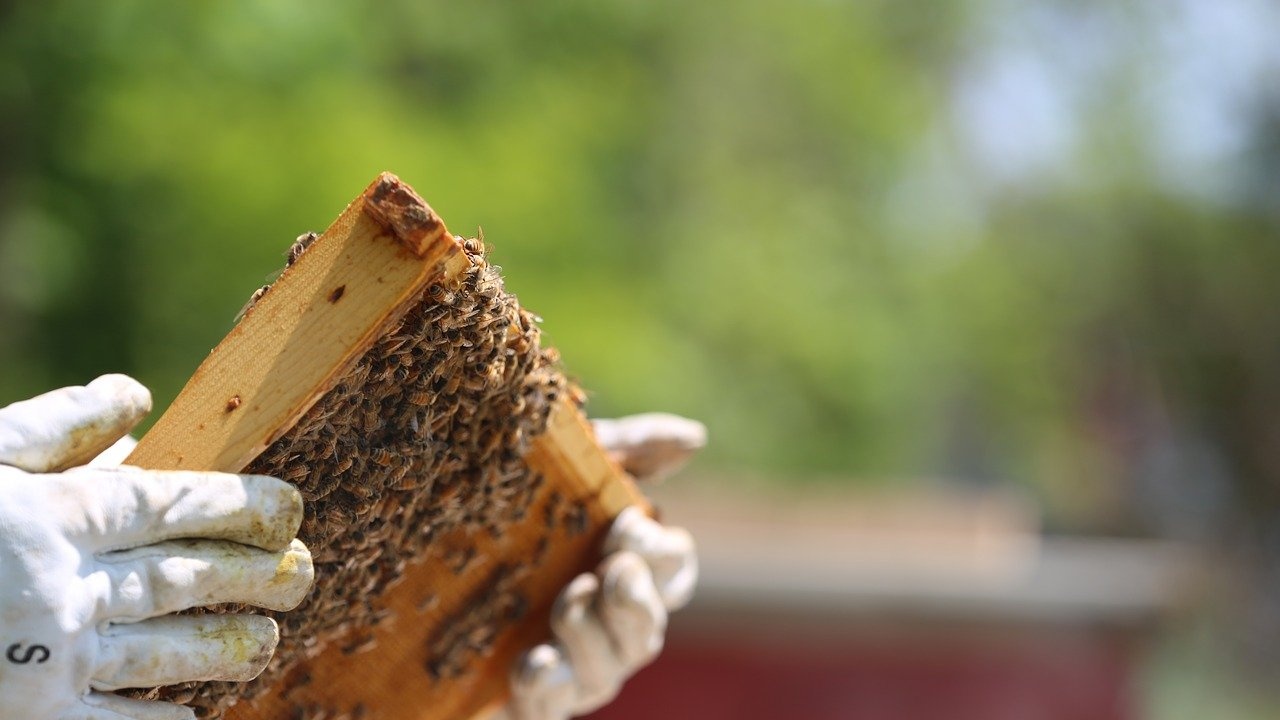 Пороите унищожиха пчелин със 75 кошера край с. Стара Речка