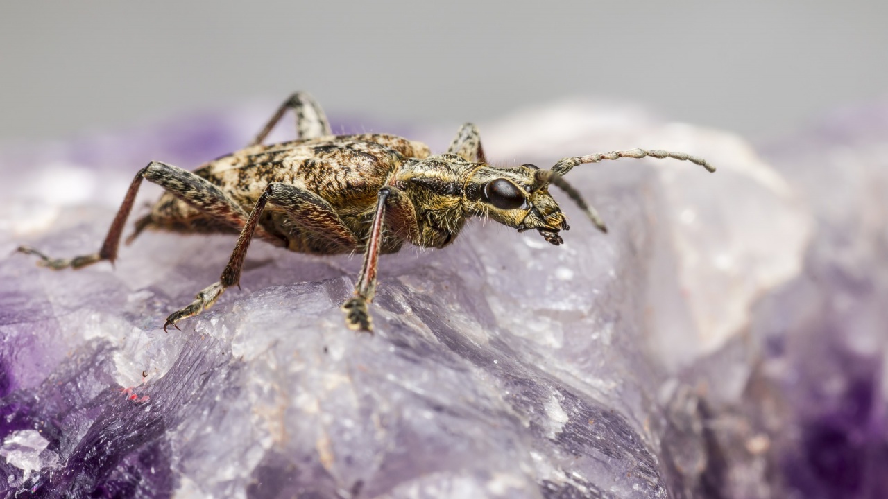 Учени откриха древни бръмбари на 230 милиона години 