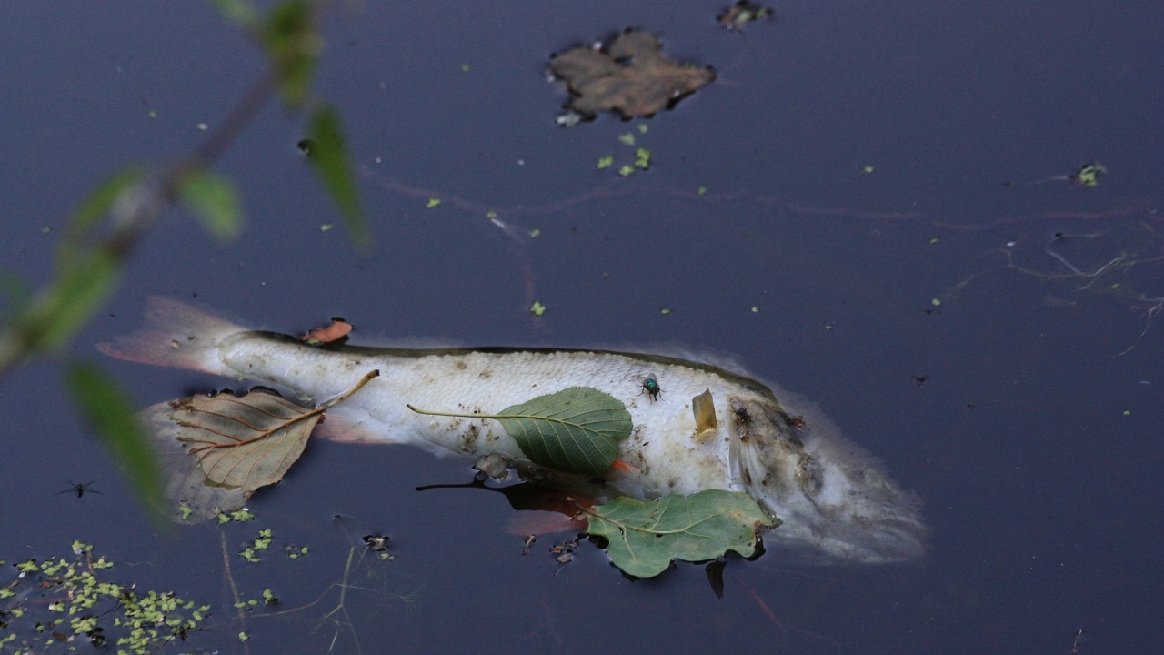  РИОСВ-Хасково извършва проверка на умряла риба в река Банска