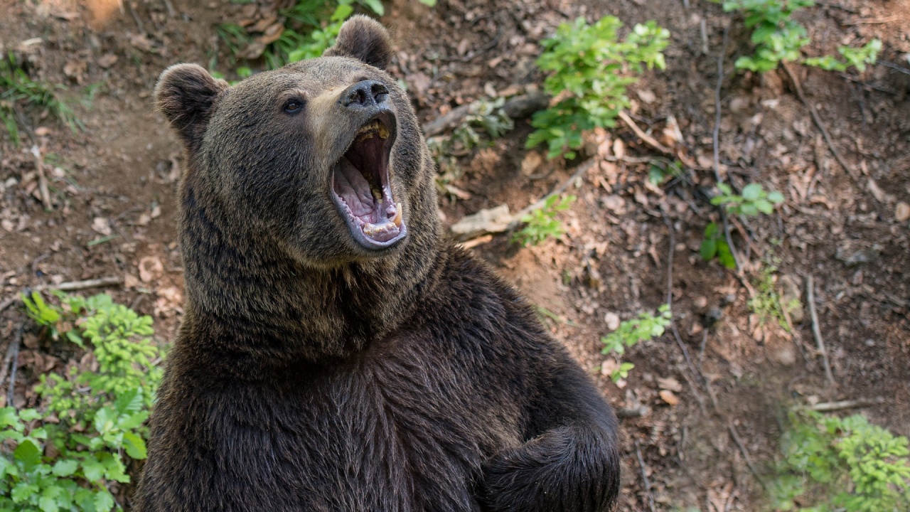 След инцидент с мечка край Белица: Кампания ще учи хората за поведението им в планината