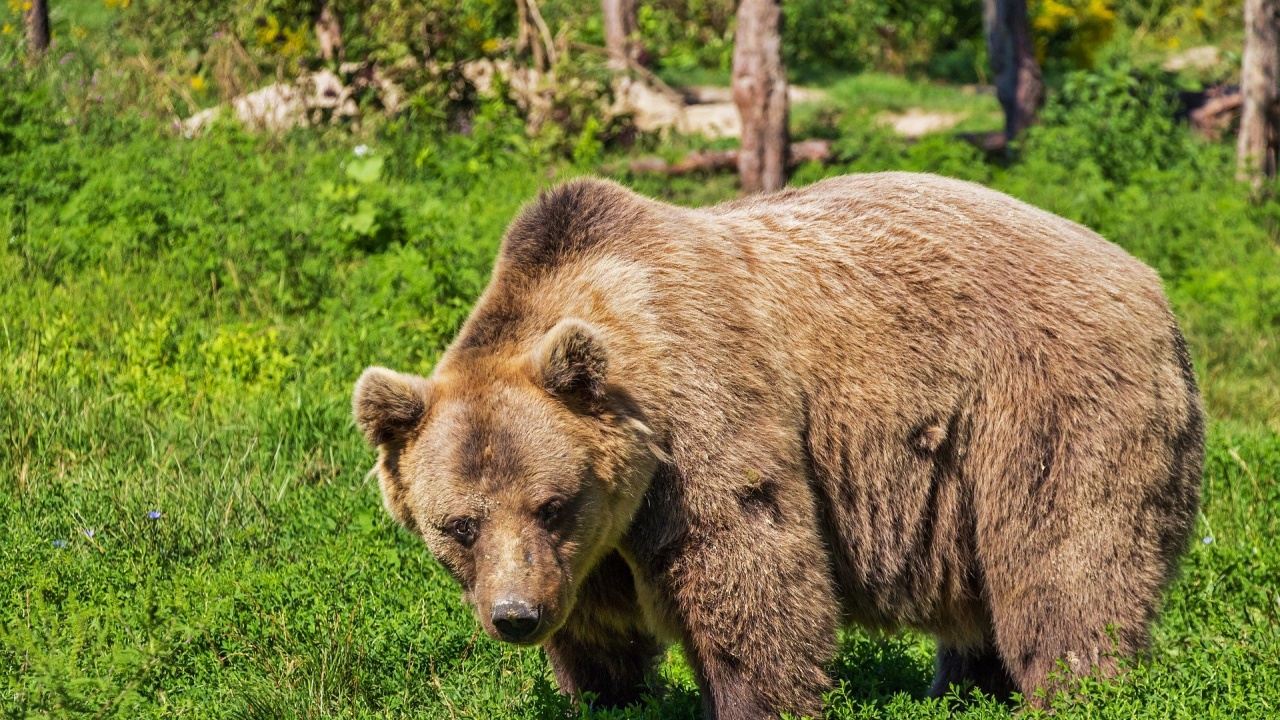 PETA призовава министъра на земеделието, храните и горите да оттегли разрешението за отстрел на мечката от Белица
