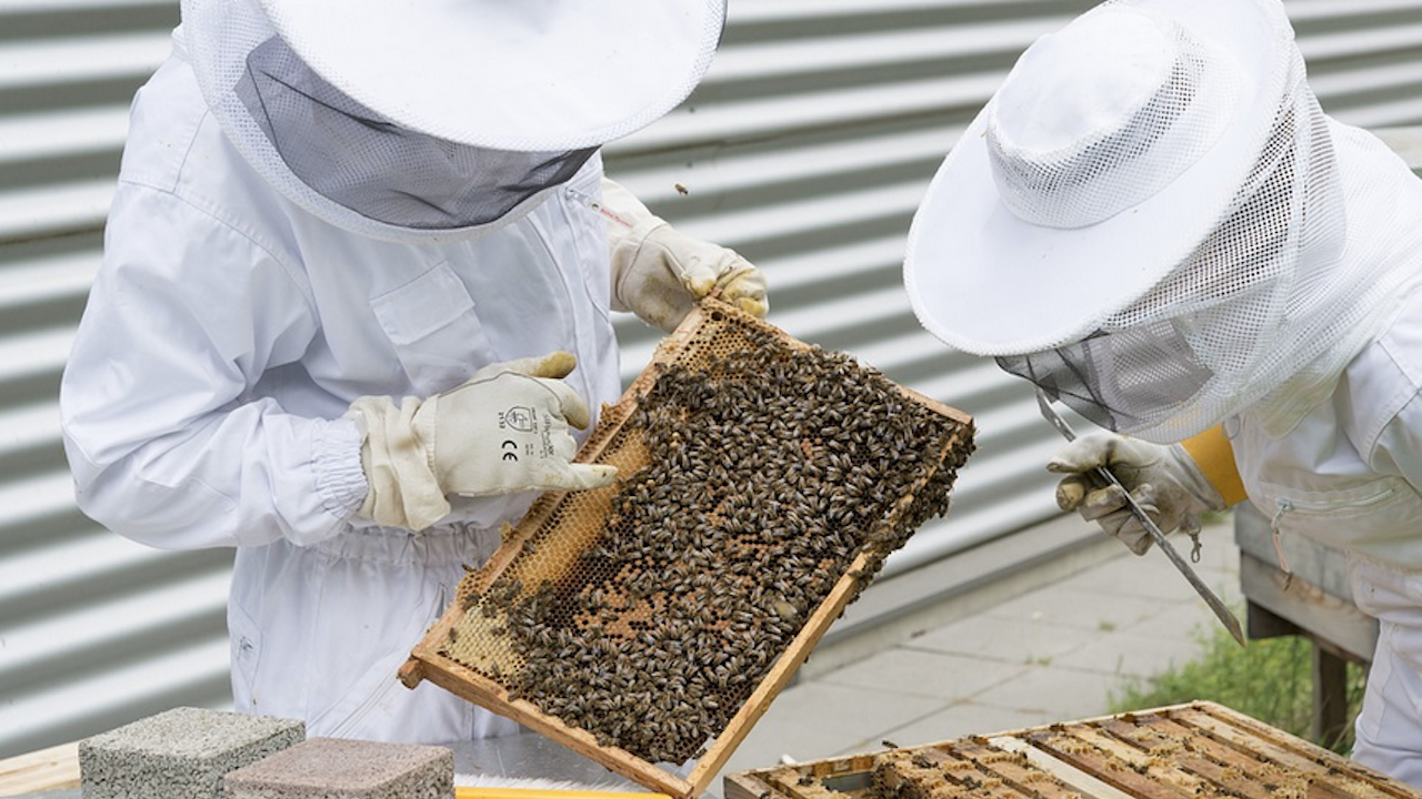 Финансовата подкрепа по de minimis за пчеларите е прекратена 