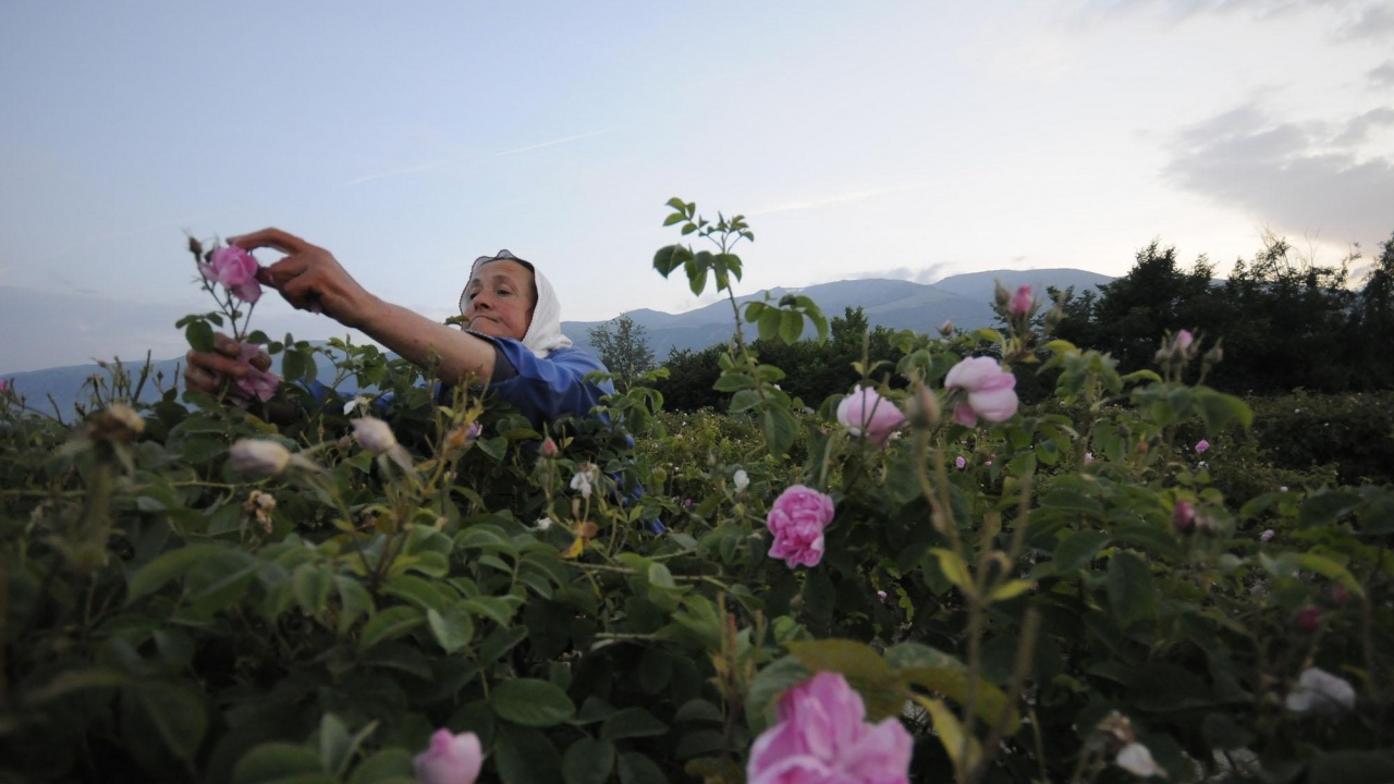 ЕК одобри 3 млн. лева държавна помощ за розопроизводителите