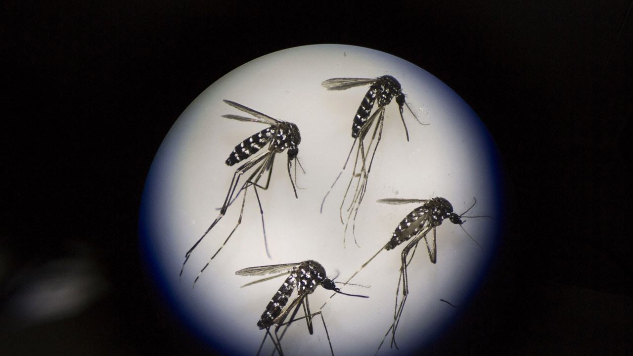 Комарите стават по-опасни заради глобалното затопляне