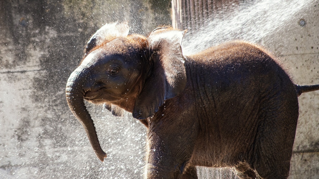 Как животните в столичния зоопарк се спасяват от жегите