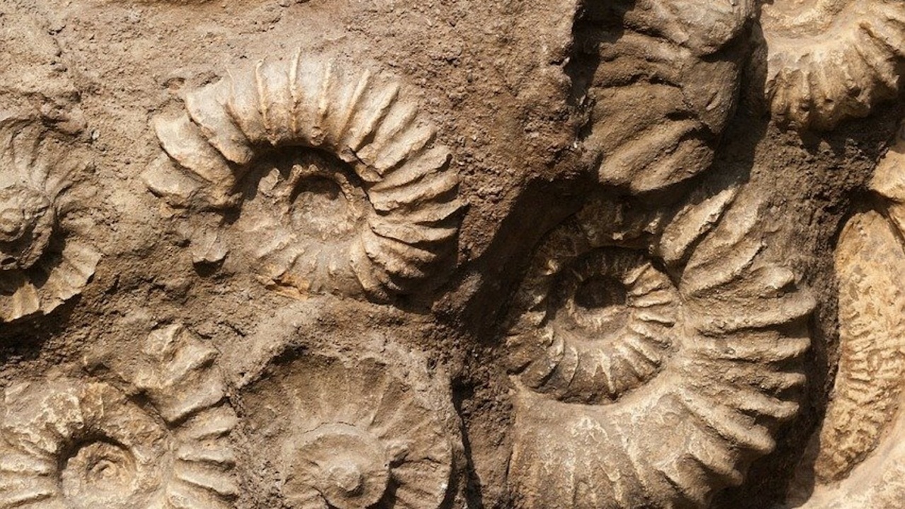 Откриха микрофосили на най-древните известни организми 