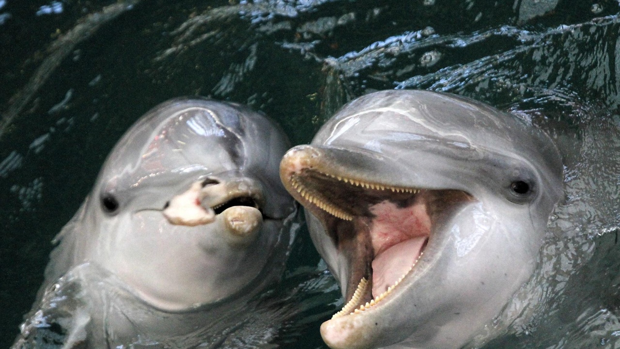 Морето изхвърли умрял делфин край Приморско