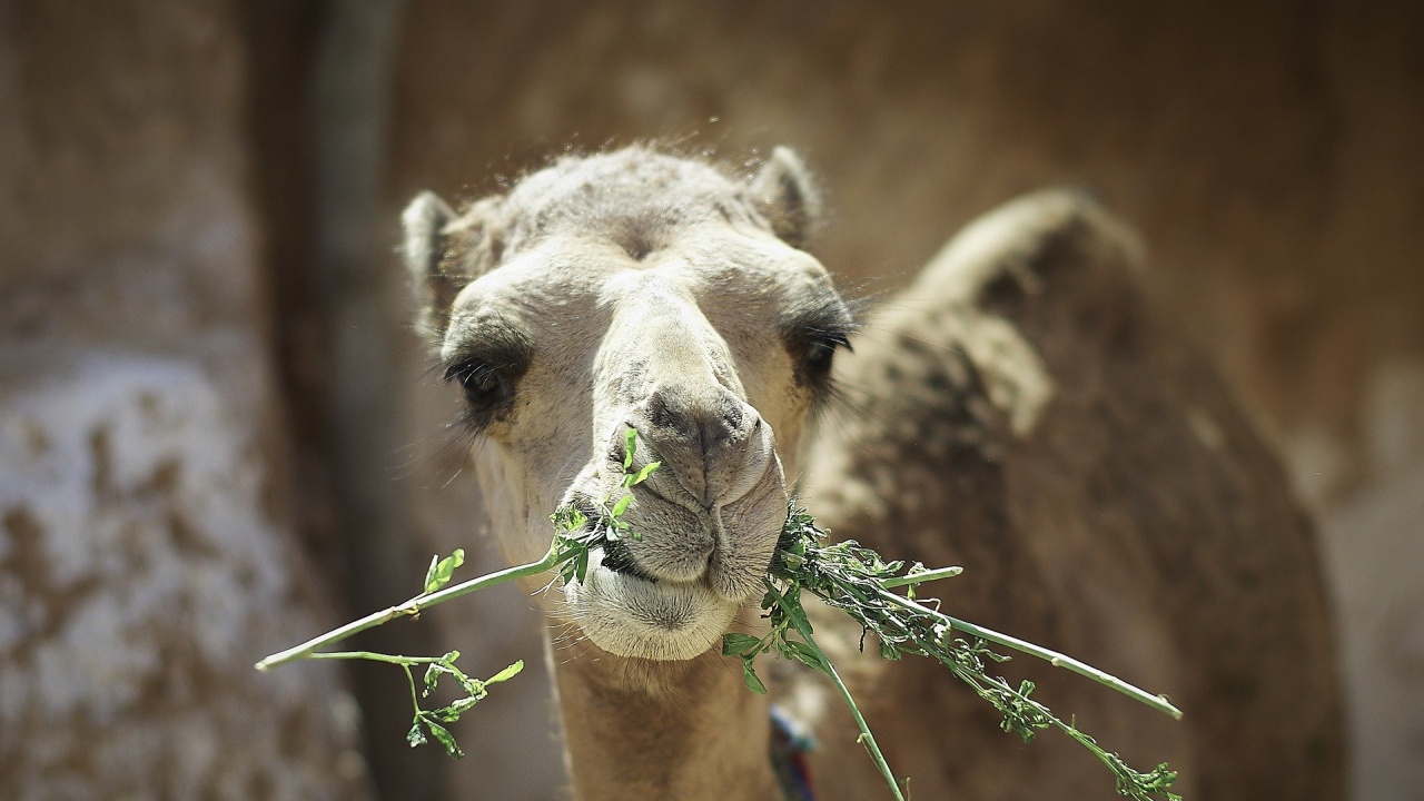 Софийският зоопарк води преговори за камили