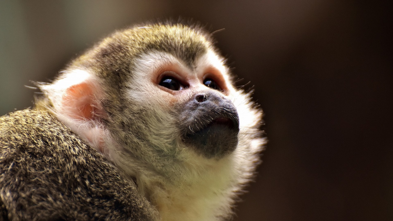 Зоопаркът в Бургас стана дом на пеликани и двойка маймуни 