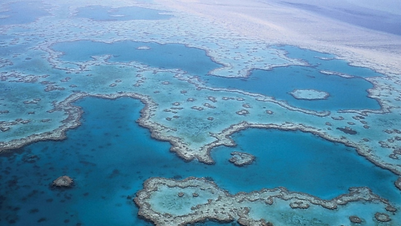 ЮНЕСКО реши да не включва Големия бариерен риф в списъка на застрашените обекти