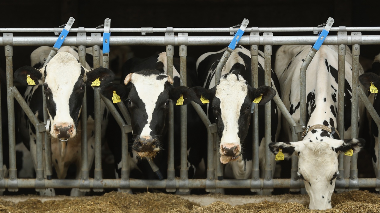 Проверките в животновъдните обекти за Кампания 2021 ще се извършват само в сутрешните часове