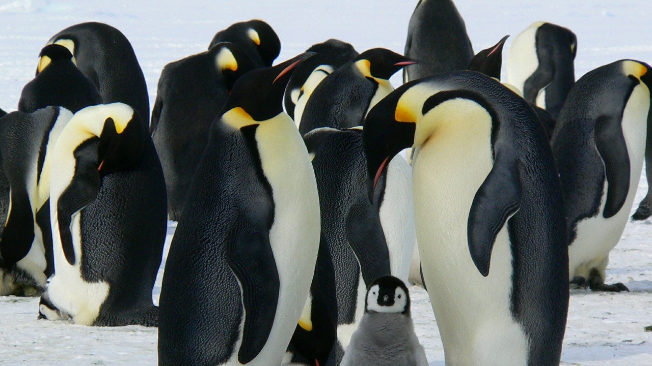 Топенето на леда ще застраши 98% от колониите на императорски пингвини до 2100 г.