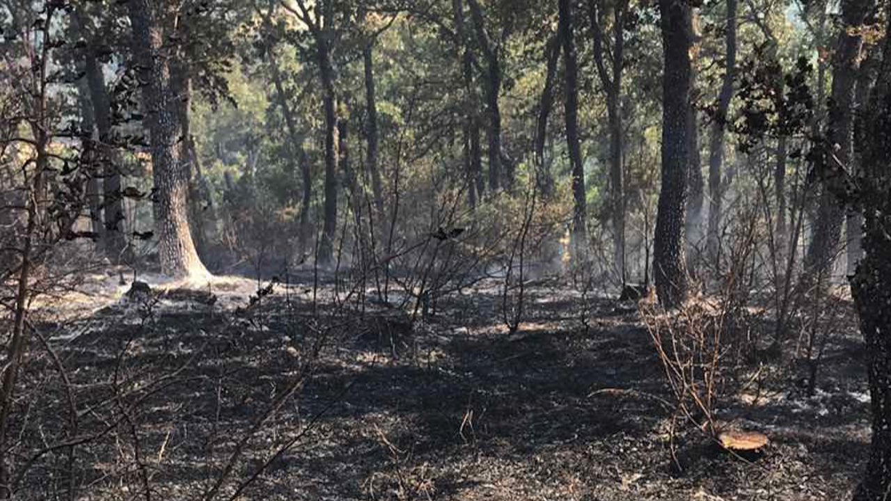Пожарът край село Свирачи унищожи 500 дка гора